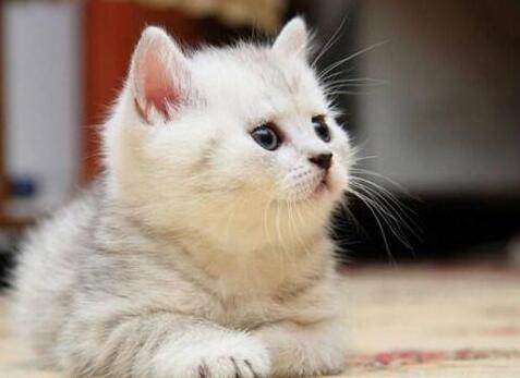 2022年猫咪买卖合同范本模版