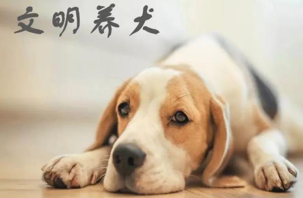 2023年嘉兴市养犬管理条例最新修正【全文】