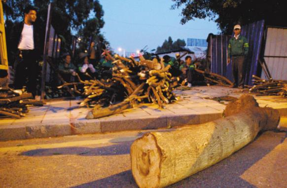 无证砍伐树木50方以上可以判刑吗?无证砍伐树木20立方判刑流程?