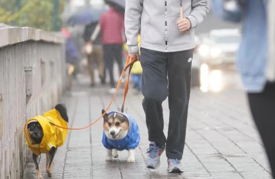 2023年包头市养犬管理条例最新版【全文】