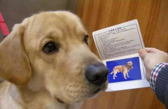 2023年上海市养犬管理条例最新【全文】