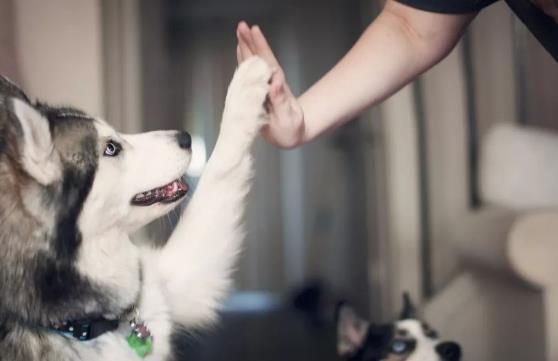养犬