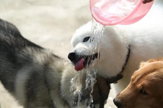 昆明市养犬管理条例