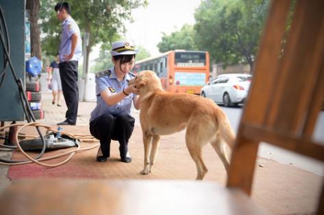 铜陵市养犬管理条例最新