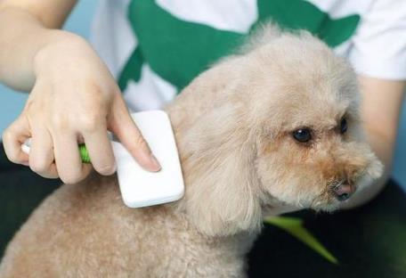 无锡市养犬管理条例最新修订