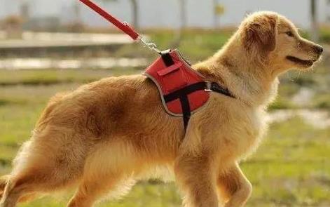 长春市养犬管理规定最新