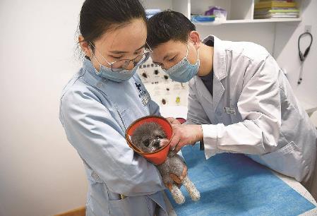 银川市养犬管理条例