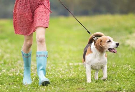 太原市养犬管理条例最新