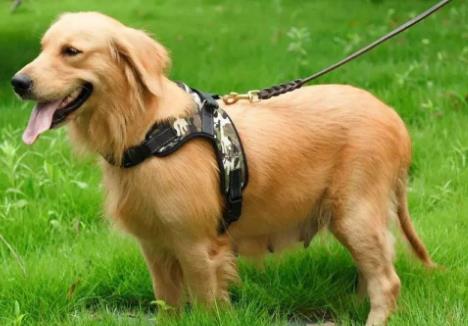 青岛市养犬管理条例最新版