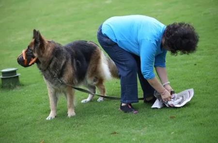 温州市养犬管理条例最新版