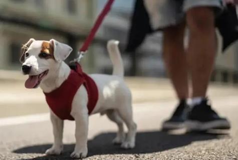 盐城市养犬管理条例最新