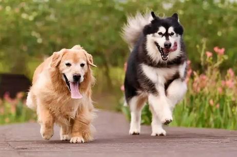 嘉兴市养犬管理条例最新