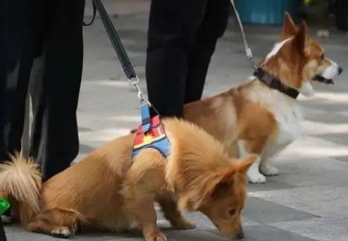 2024年长沙市养犬管理条例全文最新