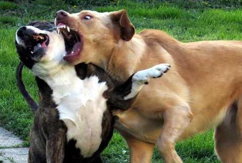 遛狗不牵绳违法怎么处理