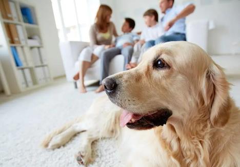 养犬不拴绳怎么处罚?