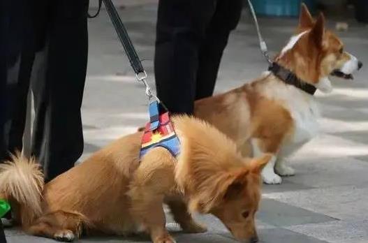 2024年连云港市养犬管理条例最新