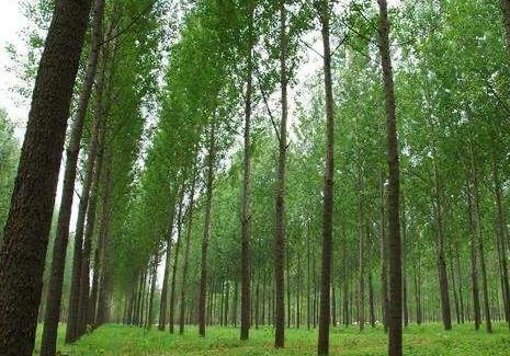 树木征地补偿价格2025最新明细