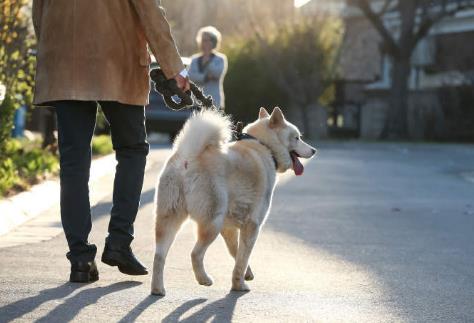 舟山市养犬管理条例