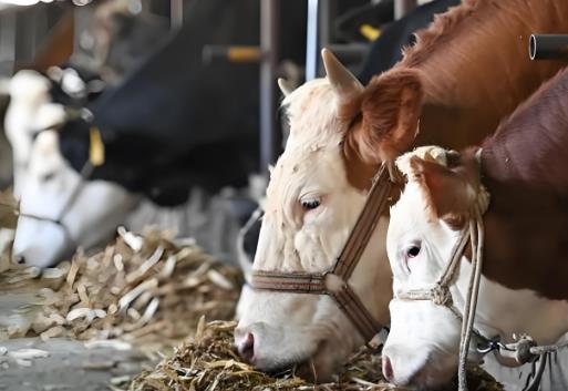 畜牧法最新版本2025全文