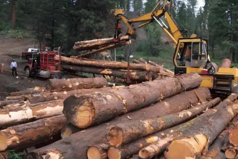 2025年国家林业局林业资金稽查工作规定最新