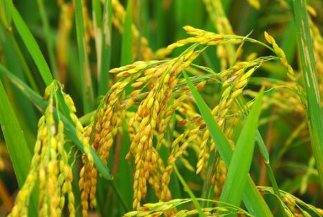 2025年小麦和稻谷最低收购价执行预案全文