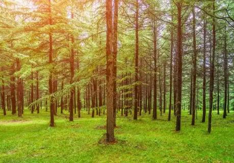 湖南省森林资源流转办法2025最新