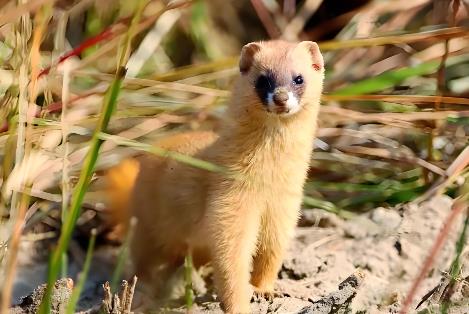 2025年云南省陆生野生动物致害补偿办法最新