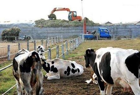 阳江市畜禽养殖污染防治条例2026最新