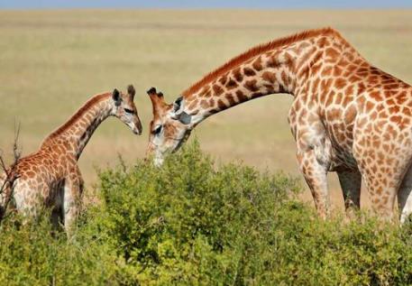 2026年青海省野生动物保护条例最新