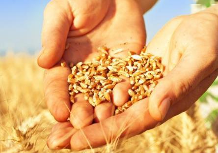 2026年政策性粮食损耗溢余管理办法最新