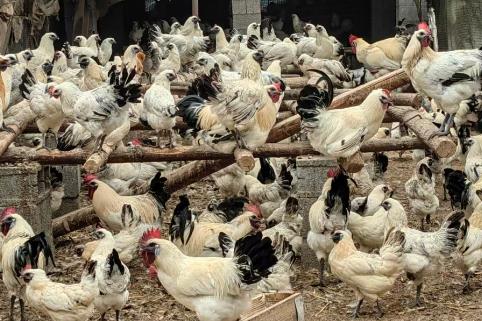 国家级畜禽遗传