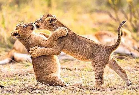 2026年破坏野生动物资源刑事案件司法解释最新