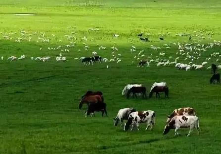 内蒙古自治区草畜平衡和禁牧休牧条例2026最新