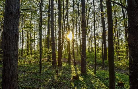 2026年抚顺市森林资源保护条例最新