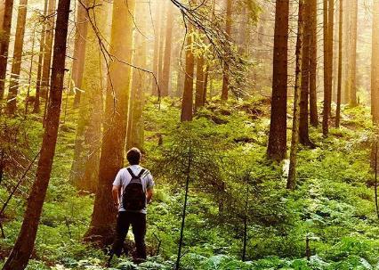 2026年山东省集体林地经营权流转管理实施办法最新