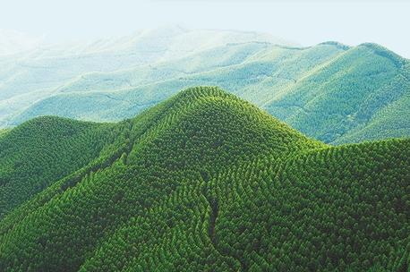 集体林地经营权流转