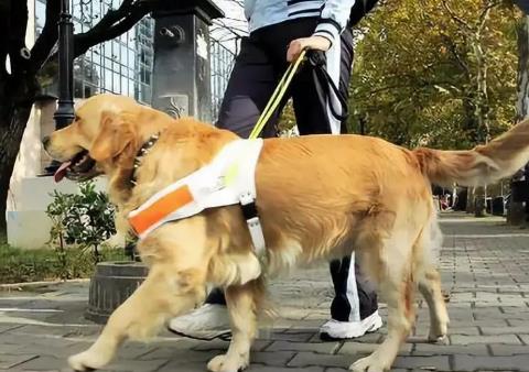 2026年临汾市城市养犬管理条例最新